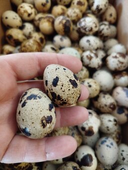 Prepelice - nasadové vajíčka - 3