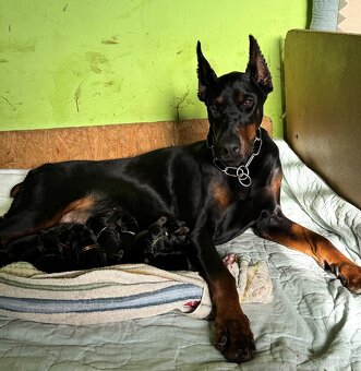 Doberman šteniatka s PP - 3