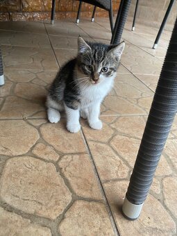 Darujem mačiatka - 3