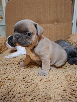 Francúzsky buldoček modrý - 3