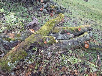 Čerešňová drevo - 3