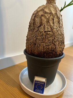 Beaucarnea- Slonia noha - 3