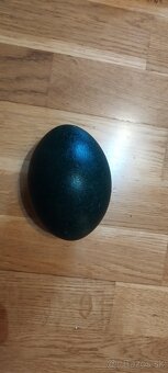 Predám pštrosie emu vajcia - 3