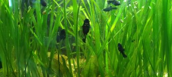 Black Molly - 3