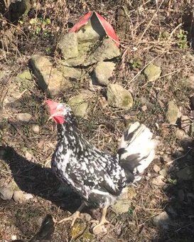 Leghorn - 3