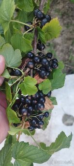 Čierne ríbezle - 3