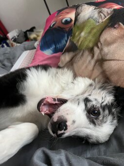 Border kólia - blue merle - 3