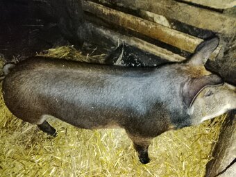 Durok X landrase - 3