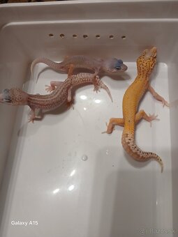 Gekončik nočny - 3