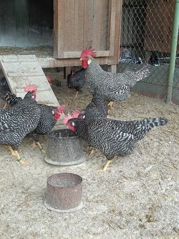 Predám násadové vajcia Vlaška - 3