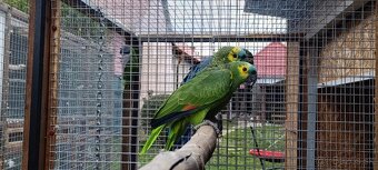 Amazonan modrocely - 3