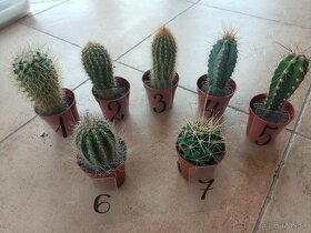 Kaktusy vyberte si podľa čísla 1ks/3,50€posta - 3