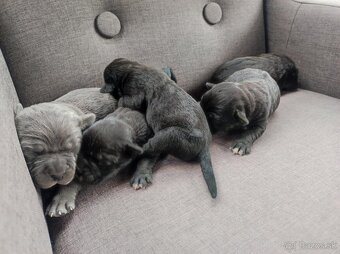 Cane Corso - 3