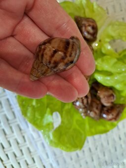 Africký slimák Lissachatina reticulata klasik - 3