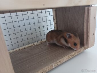 Škrečok sýrsky - 3