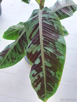 Musa sumatrana 'Zebrina Rojo' - 3