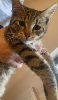 Darujem maciatko - 3