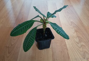 Euphorbia leuconeura - 3