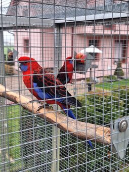 Predám vtáctvo rušíme chov - 3