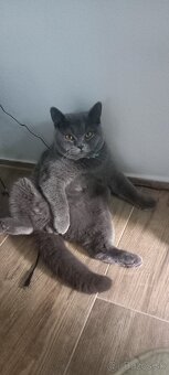 Kocur britsky krytie - 3