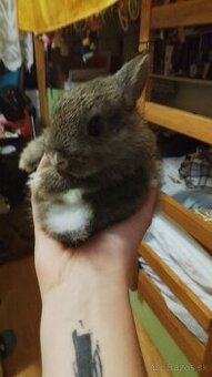 Predám zakrsleho kralička - 3