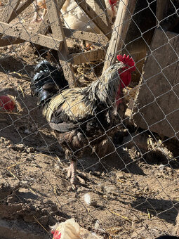 Ročné kohúty na predaj - 3