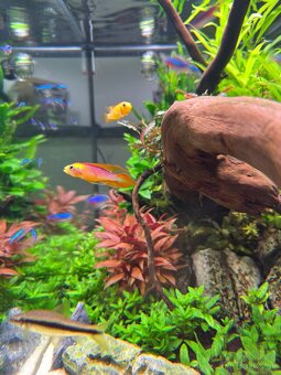 Apistogramma agasizi fire red - 3