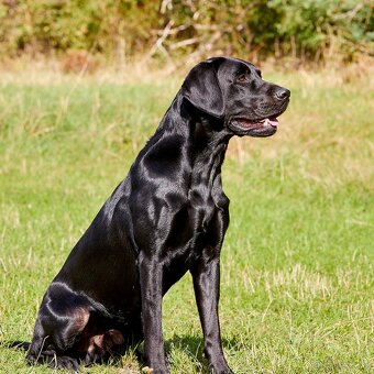 Labrador Retriever Anglická pracovná linia - 3