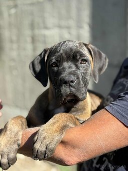 Cane corso s PP - 3