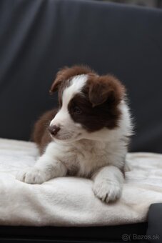 Border colia s PP HNEDO BIELEJ farby - 3