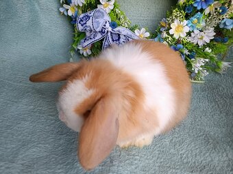 Zakrslý baranček s VP samček žltý s bielou HK - 3