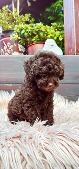 Pudel pudlik chocolate - 3