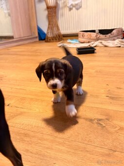 DARUJEM ŠTENIATKA - 3