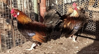 Kohúty- liliputky - 3