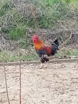 Predám 4 kohútov - 3