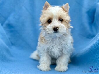 Yorksirsky terier - 3