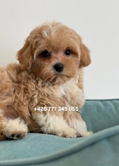 Maltipoo Caramel, pejsek – 1200€ - 3