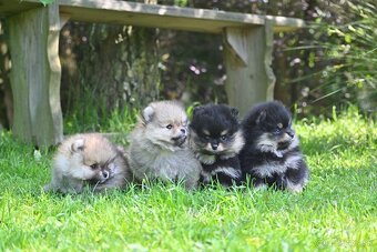 POMERANIAN - 3