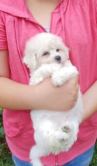 Bichon frise - bišonik - 3