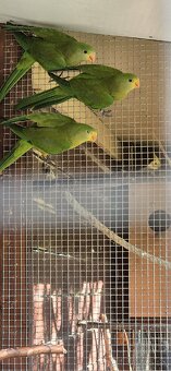 Papagáj nádherný-Baraband
bez kružka,,jar 2024 - 3