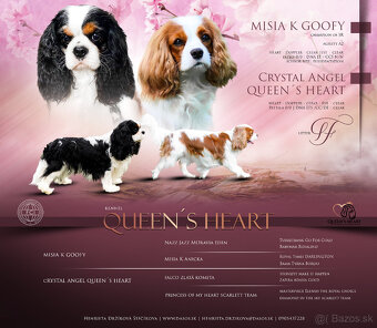 Cavalier King Charles Spaniel s PP - 3