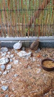 Prepelica činska - 3