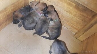 šteniatka kríženec nemecko-belgický ovčiak (cross) - 3