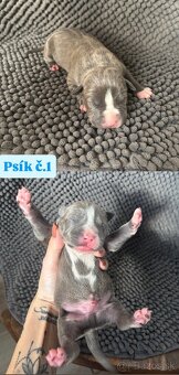 Americký stafordsirsky terier, Stafford, amstaf - 3