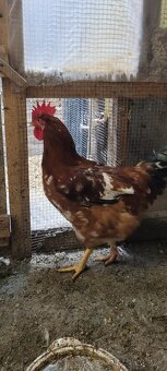 Predám kohúta Kalimero - 3