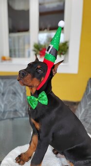 DOBERMAN ŠTENIATKA  S FCI P.P. - 3