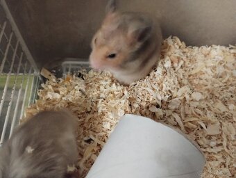 Škrečok sýrsky - 3