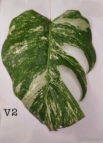 Monstera odrezky - 3