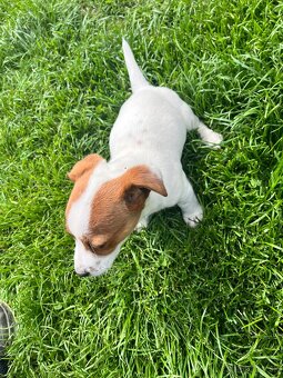 Jack Russel terier - 3