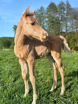 Palomino klisna American Quarter Horse, LTE rodiče i sestra - 3
